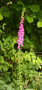 ilsington-foxglove.jpg