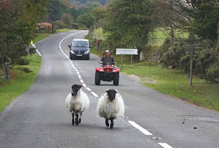 postbridge-sheep.jpg