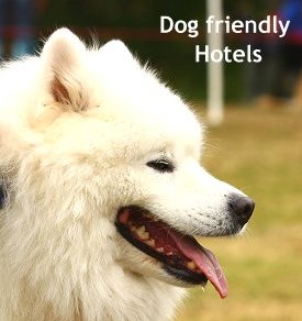 dog-friendly-hotels.jpg