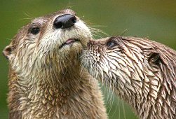 discount-voucher-otters-butterflies.jpg