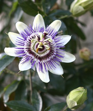 st-raphael-passionflower.jpg