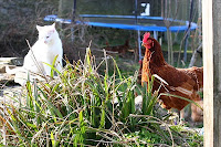 colcharton_hen_and_cat.jpg