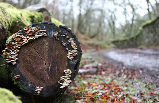 fungi-on-log.jpg