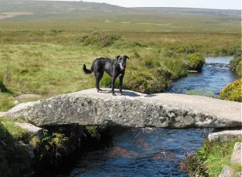 dog_on_bridge_dartmoor.jpg