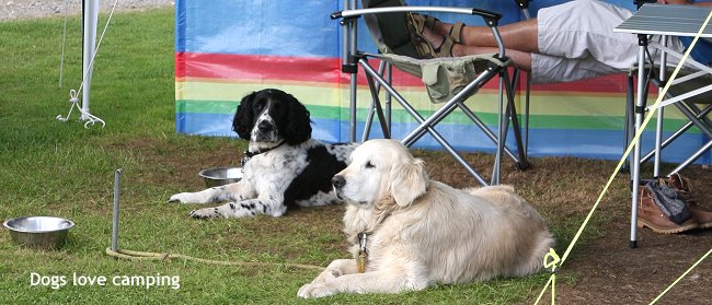 dog-friendly-accommodation-camping.jpg