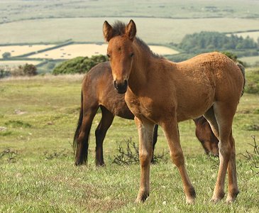 ponies-on-dartmoor.jpg