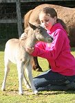 The Miniature Pony Centre