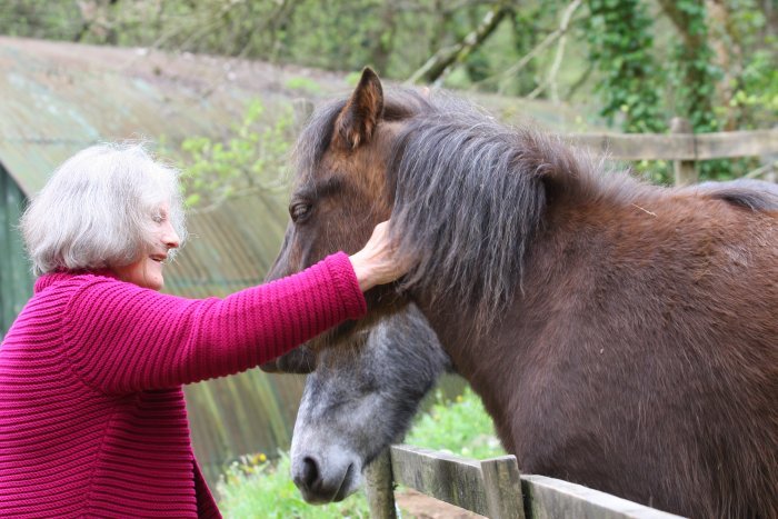 visit-hooks-cottage-greeting-ponies.jpg