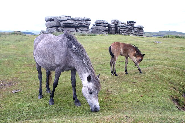 church-house-inn-ponies.jpg