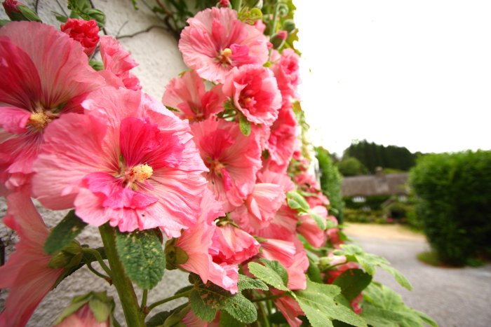 south-heathercombe-hollyhocks.jpg