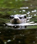 Buckfast Butterflies & Dartmoor Otters