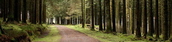 bellever-forest-on-dartmoor.jpg