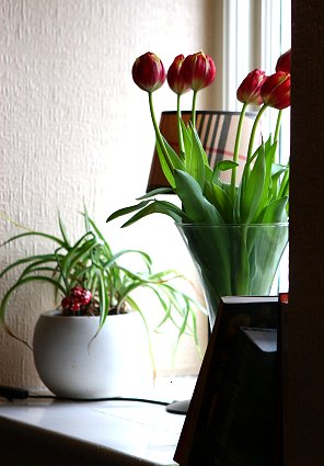 welcome-stranger-tulips.jpg