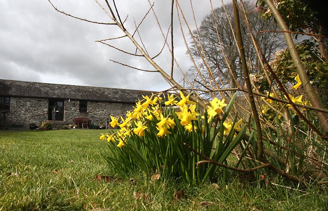 middle-cottage-daffodils.jpg