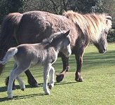 The Miniature Pony Centre