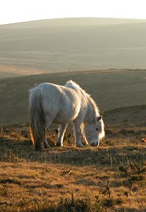 chagford-pony-sunset.jpg