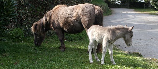 mare_and_foal.jpg