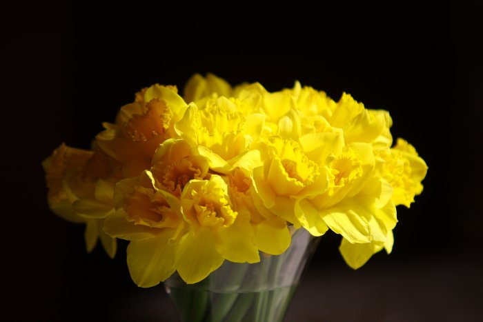 prince-hall-daffodils.jpg