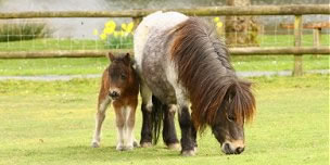 discount-voucher-miniature-pony-centre.jpg