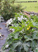 garden_courgettes.jpg