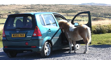 car_pony.jpg