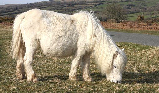 white pony at Belstone Dartmoor UK