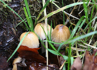 fungus-forest-floor.jpg