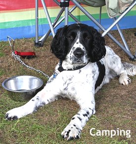 dog-friendly-accommodation-camping-dog.jpg