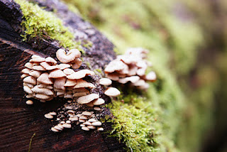 fungi-on-log-2.jpg