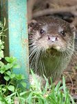 Buckfast Butterflies & Dartmoor Otters