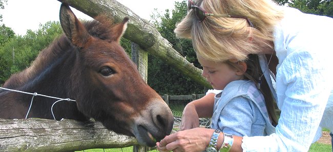 family-day-out-miniature-pony-centre.jpg