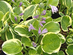 Bowden's Hostas