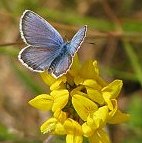 Devon Wildlife Trust