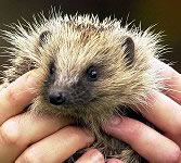 discount-voucher-pennywell-hedgehog.jpg