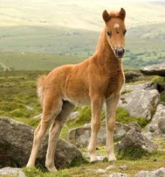 dartmoor-foal.jpg